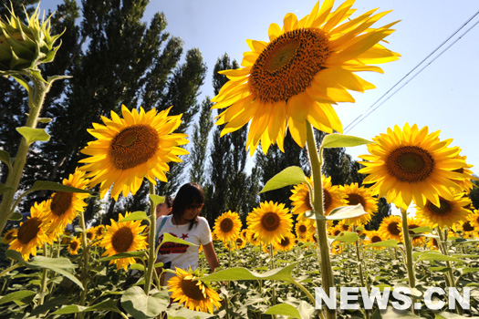 Des touristes admirent des tournesols en fleur en banlieue de Yining, dans la R&eacute;gion autonome ou&iuml;goure du Xinjiang (nord-ouest de la Chine), le 18 juillet.