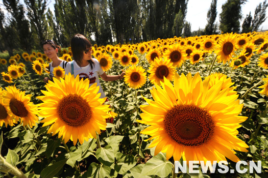 Des touristes admirent des tournesols en fleur en banlieue de Yining, dans la R&eacute;gion autonome ou&iuml;goure du Xinjiang (nord-ouest de la Chine), le 18 juillet.