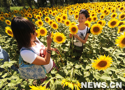 Des touristes admirent des tournesols en fleur en banlieue de Yining, dans la R&eacute;gion autonome ou&iuml;goure du Xinjiang (nord-ouest de la Chine), le 18 juillet.