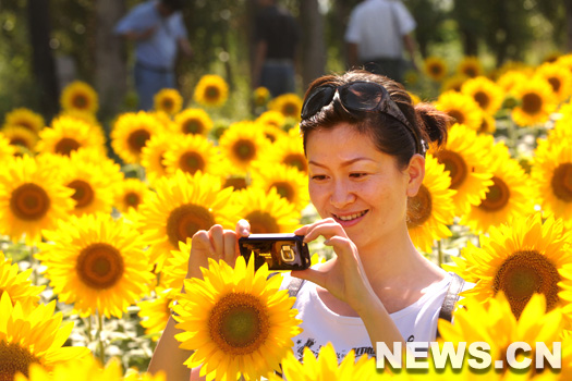 Des touristes admirent des tournesols en fleur en banlieue de Yining, dans la R&eacute;gion autonome ou&iuml;goure du Xinjiang (nord-ouest de la Chine), le 18 juillet.