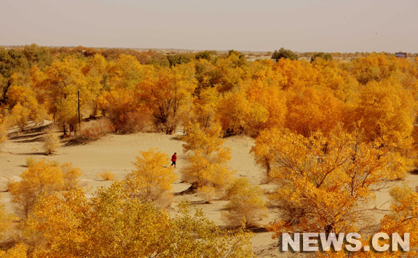 Xinjiang: peupliers en feuillage d'automne