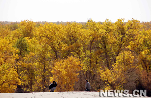 Xinjiang: peupliers en feuillage d'automne