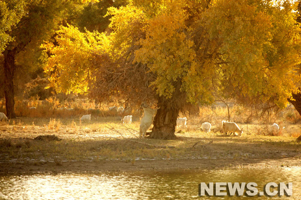 Xinjiang: peupliers en feuillage d'automne