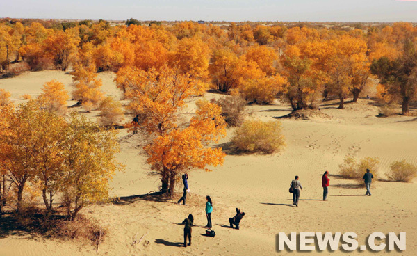 Xinjiang: peupliers en feuillage d'automne