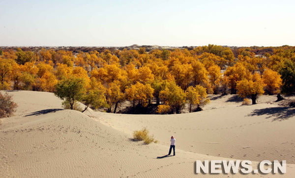 Xinjiang: peupliers en feuillage d'automne