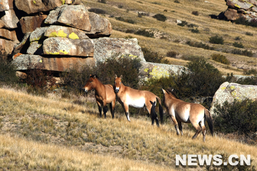 Chevaux sauvages dans la r&eacute;serve naturelle de Hustai, en Mongolie.