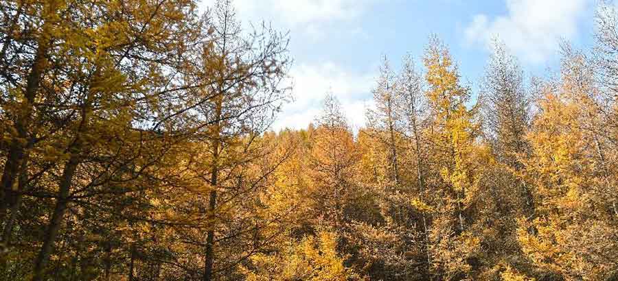 Paysages magnifiques du Parc forestier national du mont Liupan au Ningxia