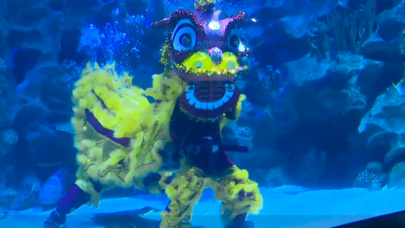 Un aquarium malaisien organise un spectacle sous-marin de danse du lion pour fêter le Nouvel An chinois