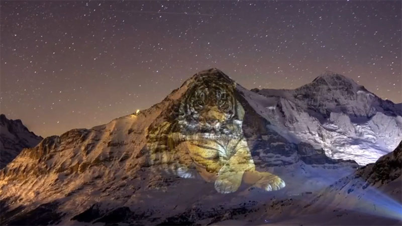 Un artiste suisse célèbre les JO d'hiver avec "Tiger on Eiger"