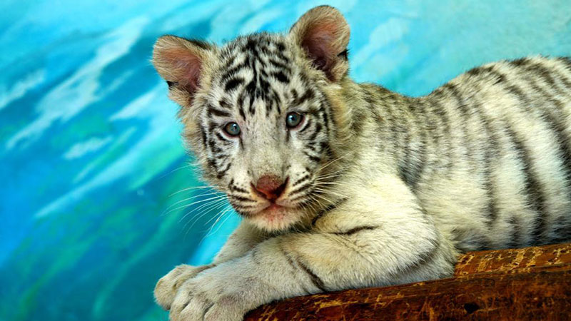 Chine: un bébé tigre blanc dans le Parc animalier sauvage de Shanghai