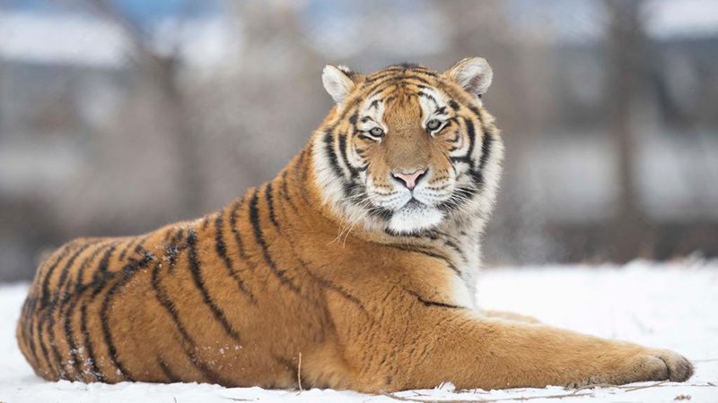 Chine: tigres de Sibérie au Heilongjiang