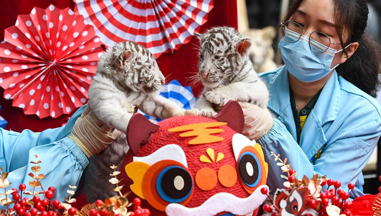 Deux tigres blancs jumeaux font leurs débuts à Guangzhou