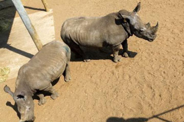 L'Afrique du Sud fait la chasse au braconnage de rhinocéros