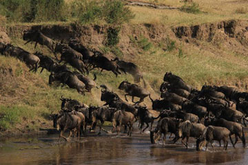 Migration des gnous dans la R&eacute;serve nationale du Masai Mara