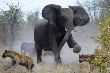Photos: combats dans le monde des animaux