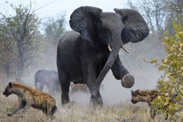 Photos: des combats entre des animaux
