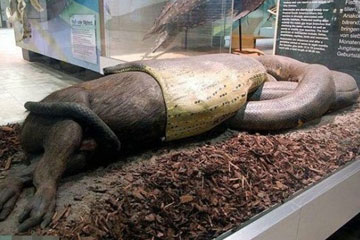 Des pythons horribles &agrave; travers le monde