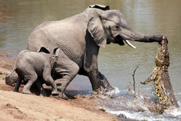 Combats spectaculaires entre des animaux sauvages