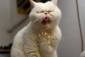 Photos d'adorables chats qui nous font rire