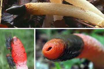 PHOTOS - les champignons les plus bizarres