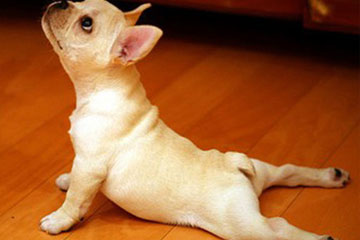 Photos: des animaux qui "font du yoga"