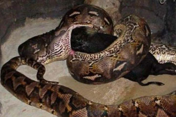 Photos - des Boas avalent des animaux de grande taille