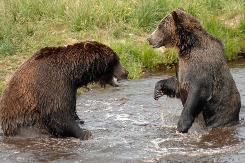 CANADA: photos de deux grizzlis au refuge Grouse Mountain