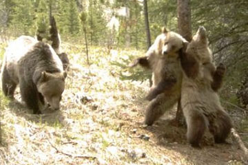 Super mignon! Les ours pratiquent la Pole dance!