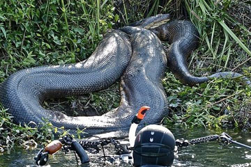 Des pythons g&eacute;ants &agrave; travers le monde
