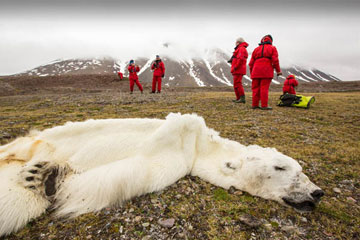 Photos - un ours polaire meurt de faim