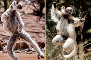 PHOTOS: les l&eacute;muriens de Madagascar aiment danser !