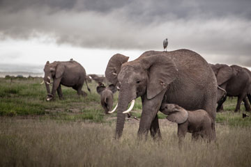 Journ&eacute;e mondiale de l'&eacute;l&eacute;phant: prenons soin des &eacute;l&eacute;phants!