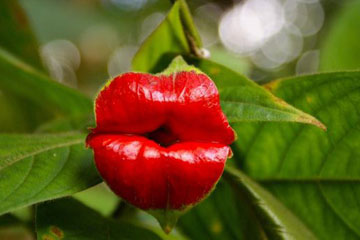 PHOTOS - Plantes extraordinaires dans le monde