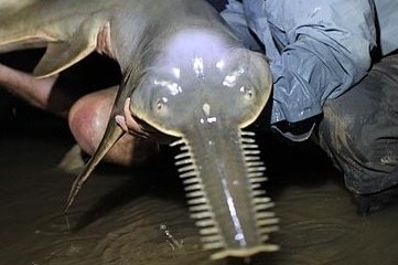 Horribles monstres dans les rivi&egrave;res