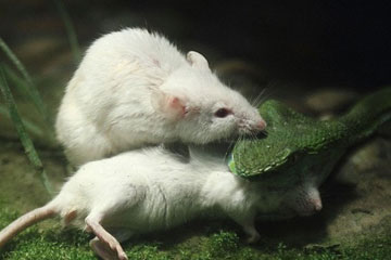 Une souris blanche d&eacute;fie un serpent pour sauver son copain