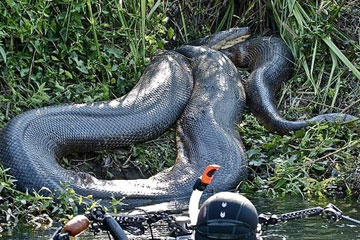 Des pythons g&eacute;ants &agrave; travers le monde