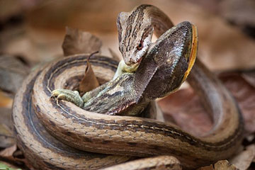 Cruel ! Un serpent avale un cam&eacute;l&eacute;on