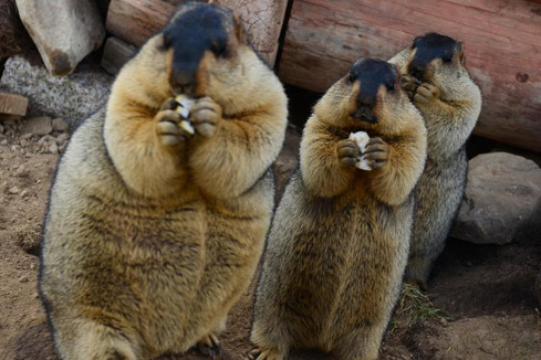 Trop mignon! Des Marmottes qui s'entendent tr&egrave;s bien avec les bergers!