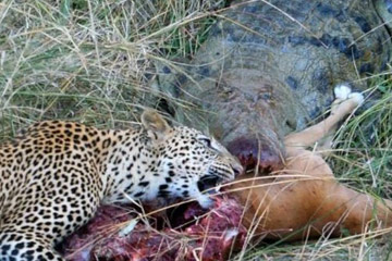 Un l&eacute;opard partage le repas d'un crocodile