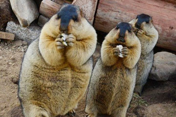 Photos d'animaux super mignons