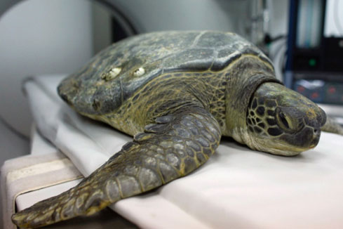 Les animaux malades qui re&ccedil;oivent un traitement m&eacute;dical