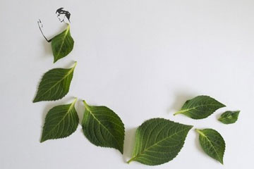 Les belles plantes de Tang Chiew Ling
