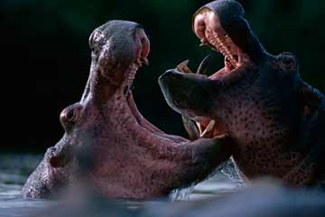 Animaux : des moments merveilleux captur&eacute;s