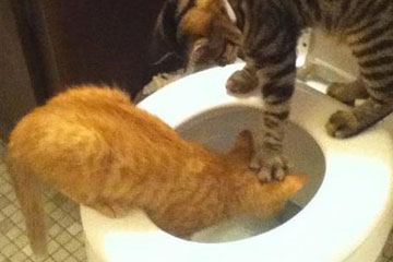 Photos hilarantes de chats espi&egrave;gles