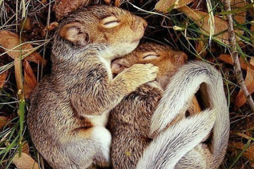 Des animaux sous l'objectif des photographes