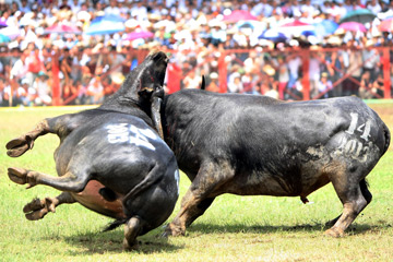 Photos: F&ecirc;te de combats de buffles au Vietnam