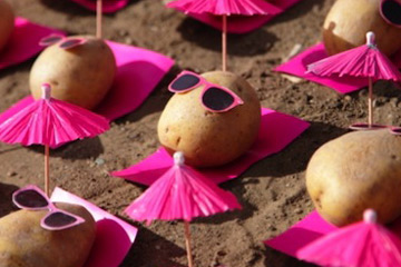 Photos dr&ocirc;les des petites pommes de terre