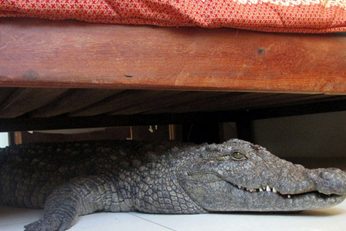 Photos : il se r&eacute;veille avec un crocodile de 8 pieds sous son lit!