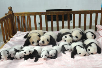 14 b&eacute;b&eacute;s pandas g&eacute;ants font leurs d&eacute;buts au public