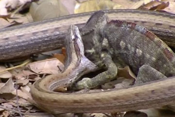 Un serpent avale un cam&eacute;l&eacute;on